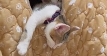 ふと子猫たちが眠っている『猫ハウス』を見たら…とんでもない寝相に爆笑の声続出「メッチャ無防備で笑った」「まるで事故現場ｗ」