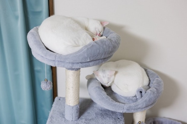 キャットタワーで別々に寝る猫たち
