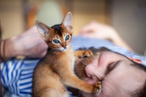 必死に飼い主を起こす猫
