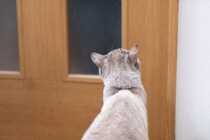 猫との暮らしで『健気だなあ』と感じる瞬間5選　愛おしい仕草の意味や心理も解説