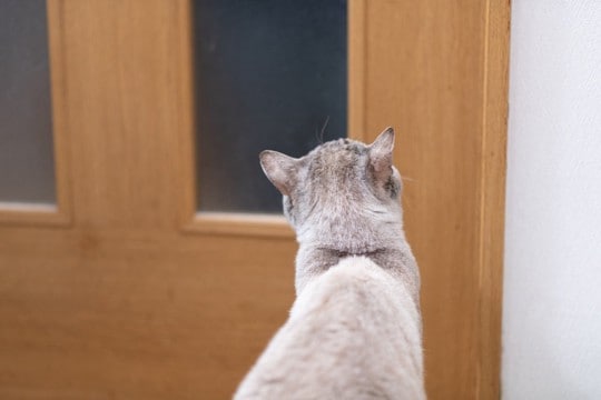 猫との暮らしで『健気だなあ』と感じる瞬間5選　愛おしい仕草の意味や心理も解説