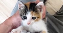 甘えたい三毛子猫→猛ダッシュでやって来ると……『たまらなく可愛い光景』に癒される人続出「至福のときだね」「ずっと見ていたくなる」