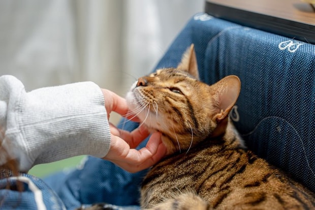 飼い主に撫でられる猫