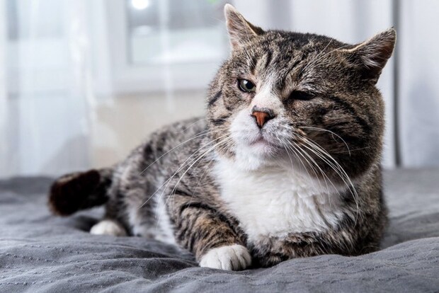 丸顔の老猫