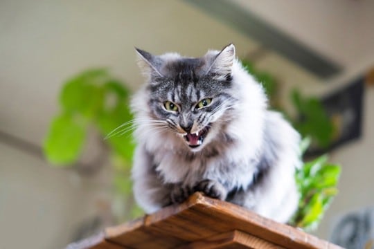 『多頭飼いに向かない猫』にみられる特徴4つ　ひとりっ子の方が負担が少ない場合も？