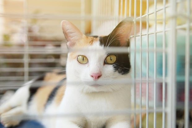 ケージのなかから見つめる猫