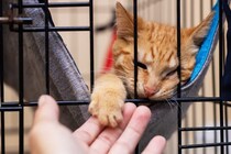 室内飼いの猫にも『ケージ』が役立つ理由4選　あると便利な場面や適切な活用法とは