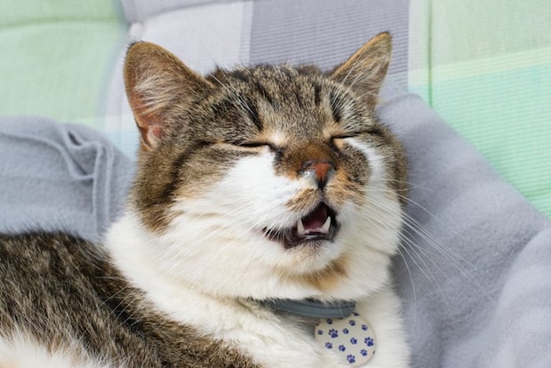鼻水のでている猫
