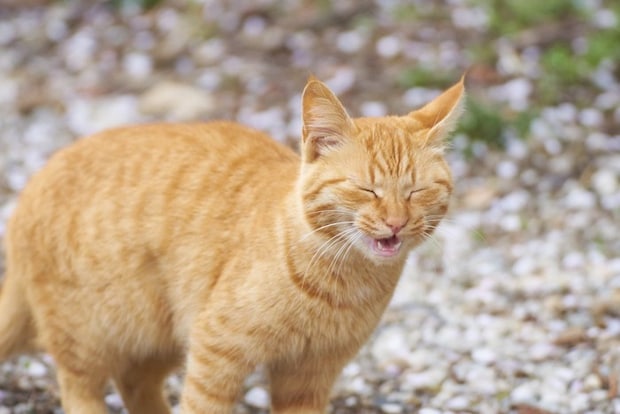 くしゃみする猫