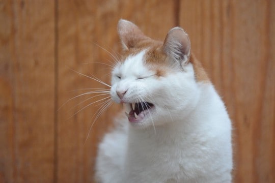 猫にとって厄介な『鼻炎』の原因4つ　主な症状から予防法まで解説