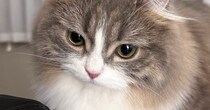ふわっふわの猫→『体を濡らした』結果…「もはや違う生き物やんｗ」「別猫すぎてビックリ」衝撃の『ビフォーアフター』に２万いいねの反響