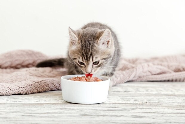 ウェットフードを食べる子猫