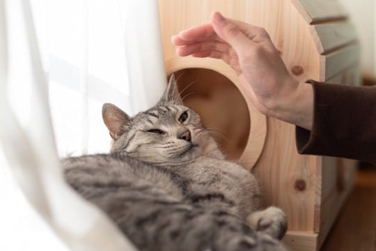 猫に不快感を与える『ダメな撫で方』3選　嫌がる理由から正しい方法まで