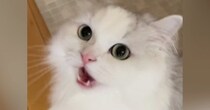 おしゃべり上手な猫→飼い主さんを見上げて…可愛すぎる『鳴き声』に悶絶の声「ずっとループしちゃった」「ニャーの進化系ｗ」と25万再生