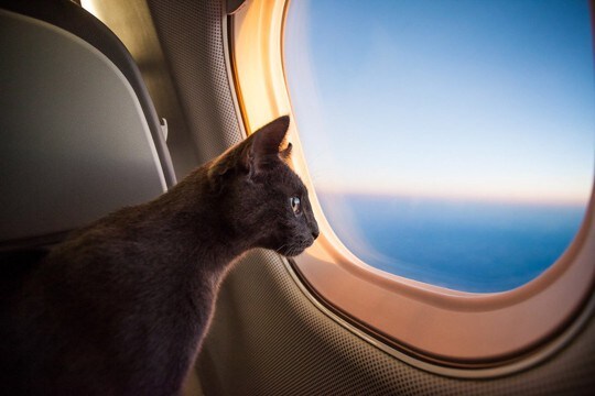 「愛猫2匹の輸送費は37万円」　飼い主とともにNZからオーストラリアへ移住するペットが増加中