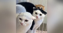耳をペタンとさせて1列に並ぶ『3匹の猫』…思わず笑ってしまう『可愛い瞬間』が62万再生「めちゃくちゃシンクロしてる」「ニヤニヤした」