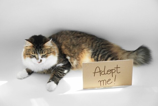 「Adopt me!」の文字と猫