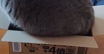 猫が『小さめのダンボール箱』に入ろうとした結果…挑戦の様子に笑ってしまう人が続出「はみ出てるの可愛いｗ」「冬毛でもふもふｗ」
