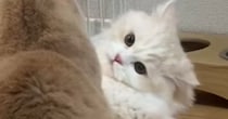 先輩猫に後輩猫がケンカを仕掛けた結果…反則級に可愛い『まさかの威嚇ポーズ』が34万再生「レッサーパンダみたいｗ」「降参じゃない？ｗ」