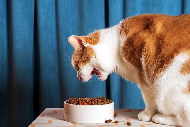 食べるのが痛そうな猫