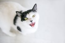 猫が異常を訴えている『危険な鳴き方』4つ　見逃せないサインや対処法を解説