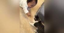 子猫といっしょに遊びたい赤ちゃん→手を伸ばしたら…幼いもの同士の『尊すぎるやり取り』が45万再生「可愛くて泣きそう」「なんて癒される」
