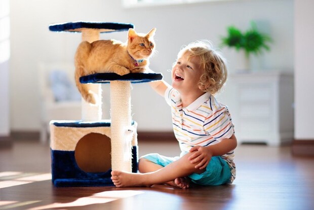 猫と遊ぶ少年