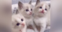 小さくて可愛かった子猫たち→約2年後…立派に成長した『現在の様子』が素敵すぎると78万再生「とっても綺麗」「すっかりおとなの顔」
