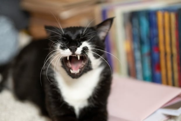 毛布にくるまる猫