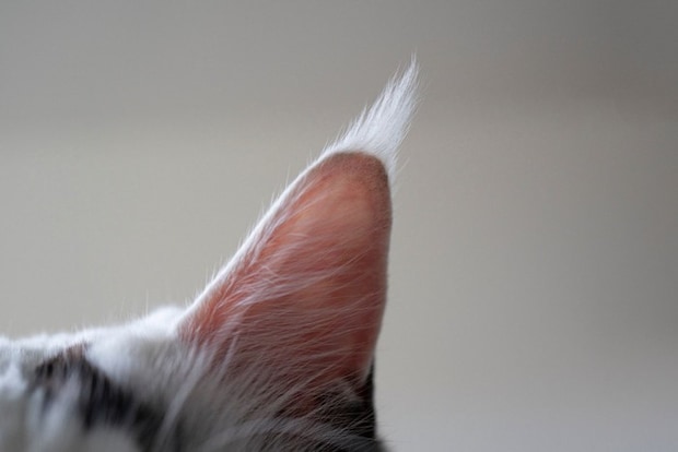 猫の耳のアップ