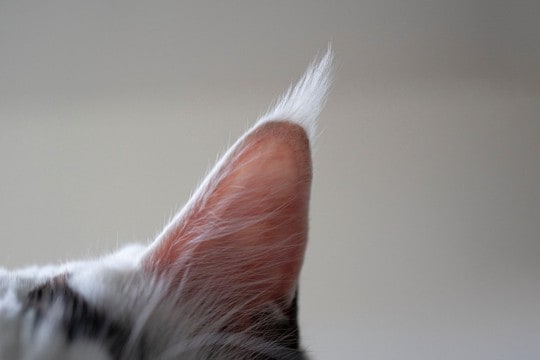 猫の『顔についた汚れ』が関わる病気4選　体に異常がある可能性も？
