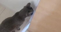 娘のことが大好きすぎる猫→部屋に入った瞬間から…笑ってしまうほどの『デレデレっぷり』が73万再生「半端ないｗ」「赤ちゃん化してるｗ」