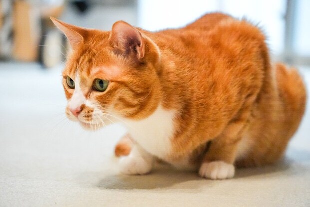 床の上で集中する茶トラ猫
