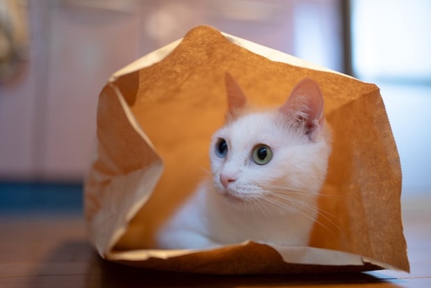 紙袋に入った猫