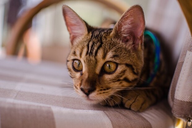 警戒する猫