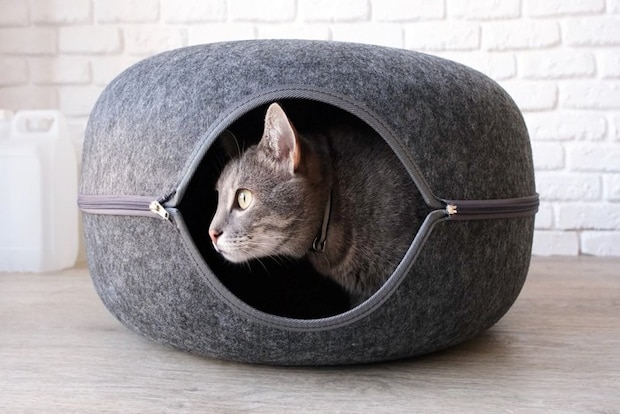 隠れる猫