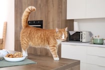 あわや大惨事に！　留守番中の猫がコンロに点火→部屋には煙が充満→火災直前に飼い主が帰宅するという「恐怖体験」