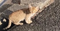 職場の駐車場で出会った『警戒心が強い子猫』を保護…涙あふれる『1か月後の光景』が119万再生「すごく幸せな気持ちになった」「感動」