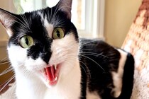 『気性が荒い猫』が持っている3つの特徴　怒りやすい原因から攻撃してくるときの対処法まで