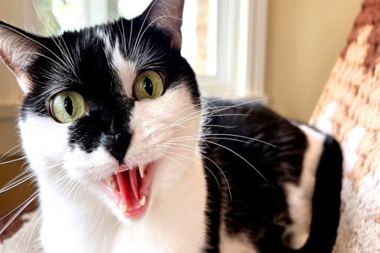 『気性が荒い猫』が持っている3つの特徴　怒りやすい原因から攻撃してくるときの対処法まで
