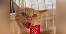 激しく威嚇する保護猫に『おやつ』を差し出してみると…まさかの展開が37万再生の反響「一瞬だけ考えてるｗ」「何度も見ちゃうｗ」と爆笑の声