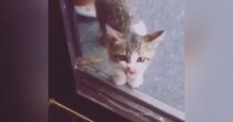突然玄関に現れて『鳴いていた子猫』→ご飯をあげてみると……『心温まる話』が77万再生「NNN絶対あると思う」「ありがとう」と反響