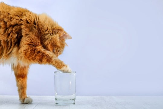猫が『手で水を飲んでいる』ときの理由4つ 実は本能や習性が関係している?