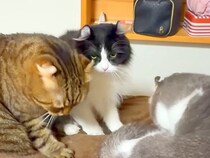 体調を崩し、寝込んだママ→５匹のネコが次々に…思わず感動するほどの『愛情表現』が13万再生「心配なんだね」「皆ほんとに優しいなぁ」