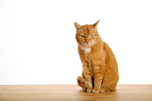 イカ耳な猫