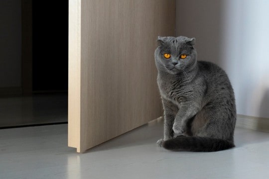 『人に不信感を抱く猫』にしてはいけない行為5選　絶対NGな理由から信用されるための接し方まで