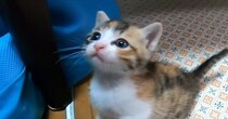 悲しげな表情をうかべる子猫に手を差し伸べてみたら…『胸がぎゅっとなる光景』が375万再生「なんて尊いんや」「可愛さが限界突破してる」