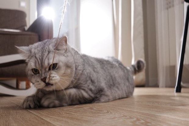 紐を噛む猫