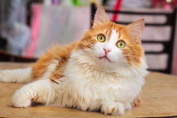 びっくりしている長毛猫