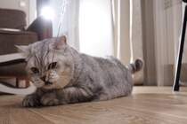『猫がいる場所』では絶対NGな行為3つ　いますぐ見直すべき理由や起こりうるトラブル